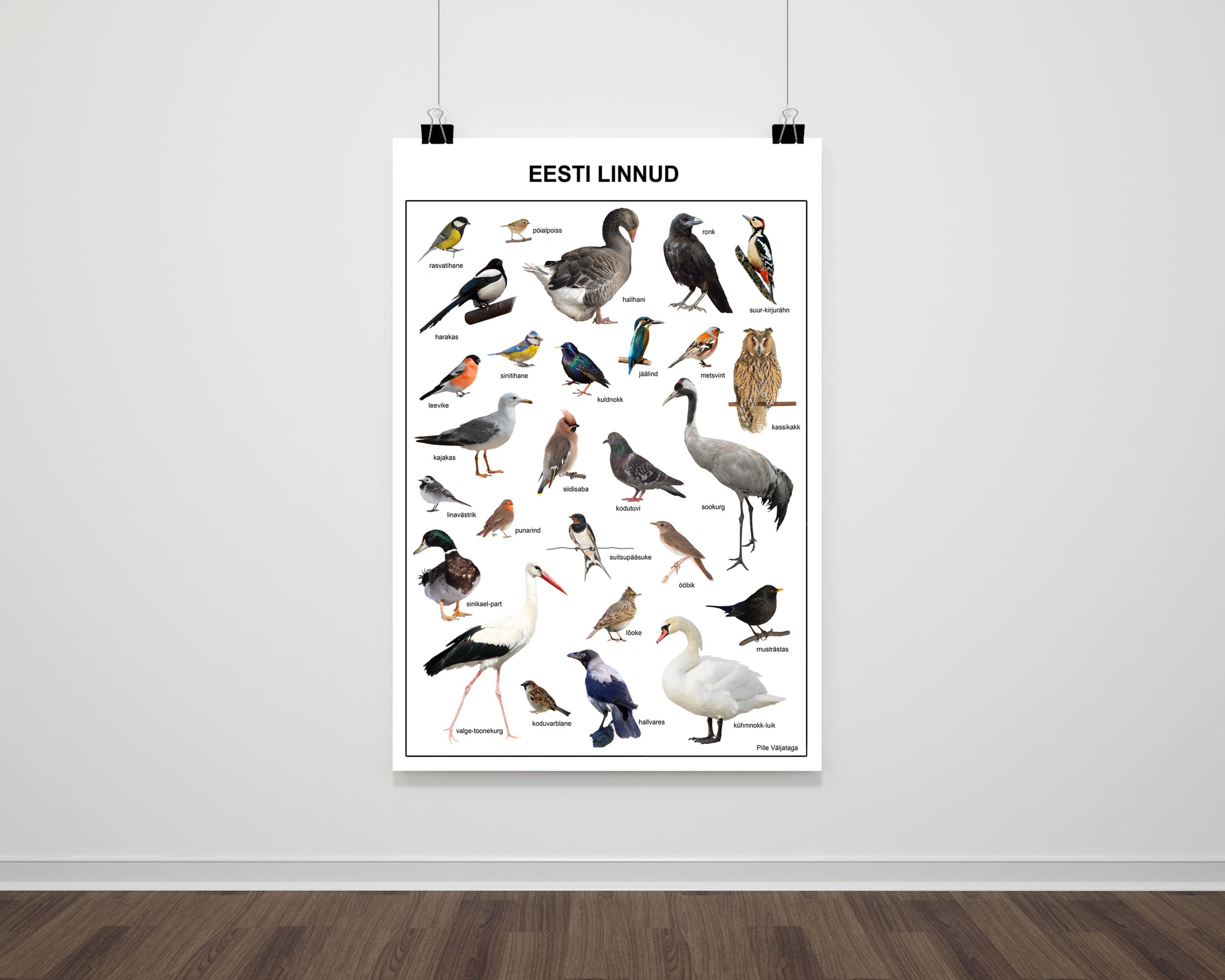 plakat poster Eesti linnud