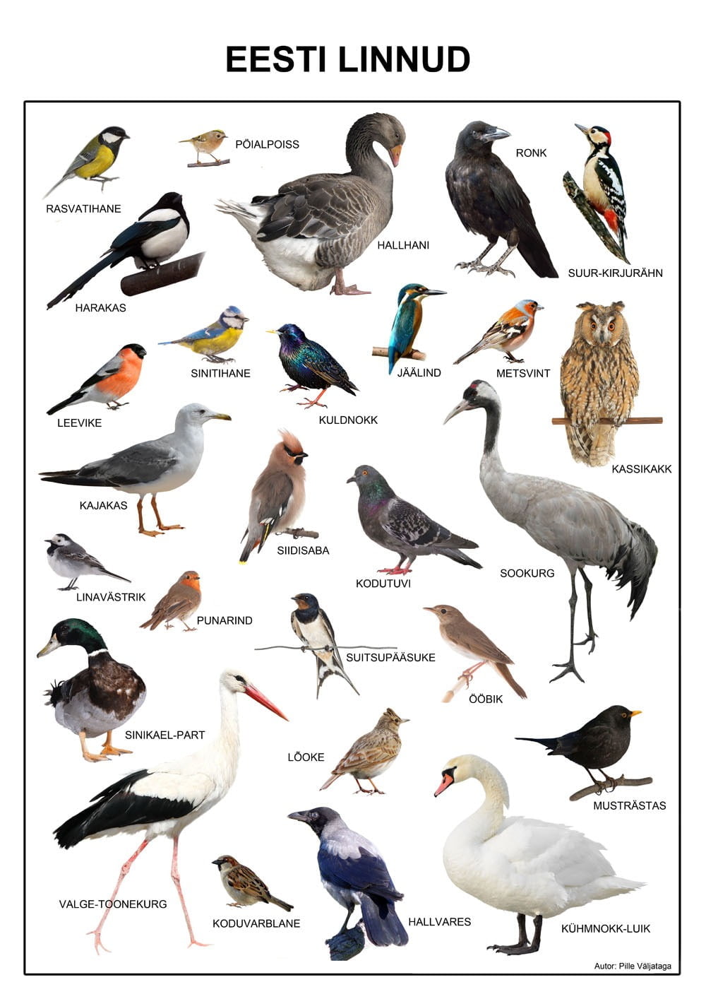 plakat poster eesti linnud