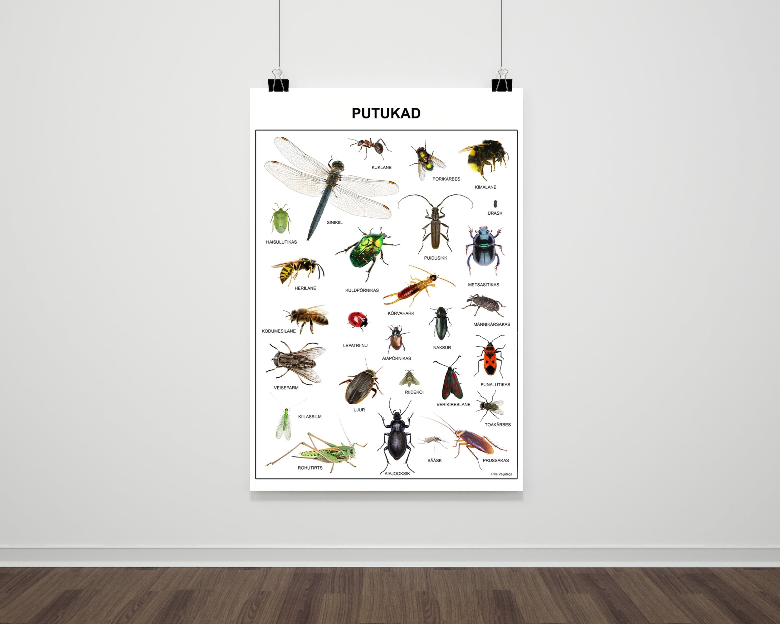 plakat eesti putukad poster