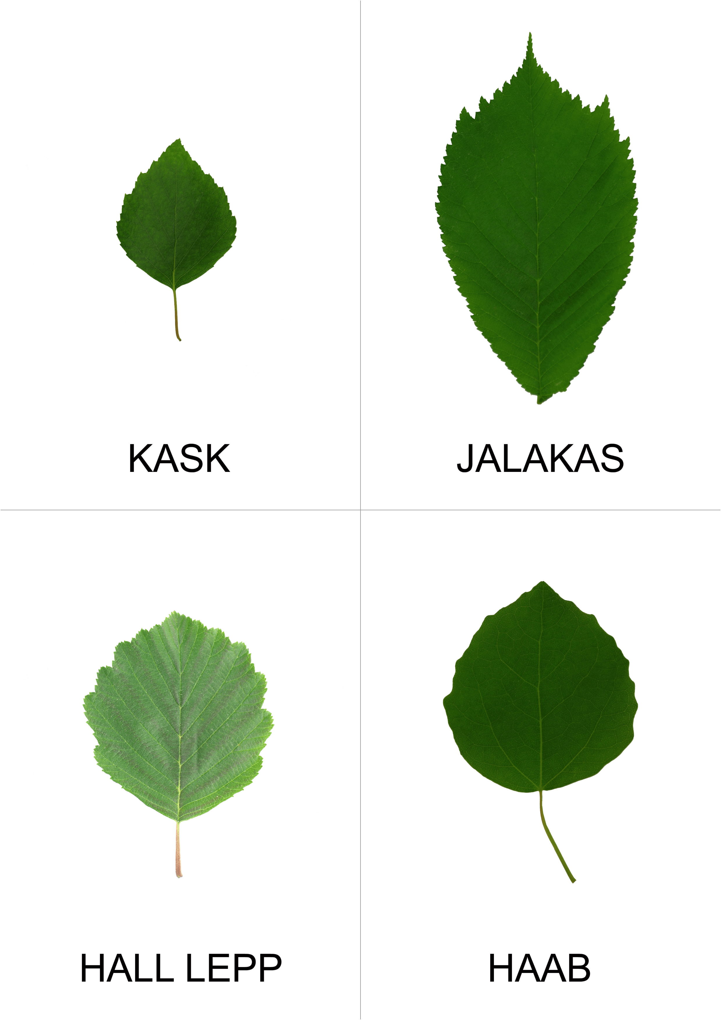 eesti lehtpuud
