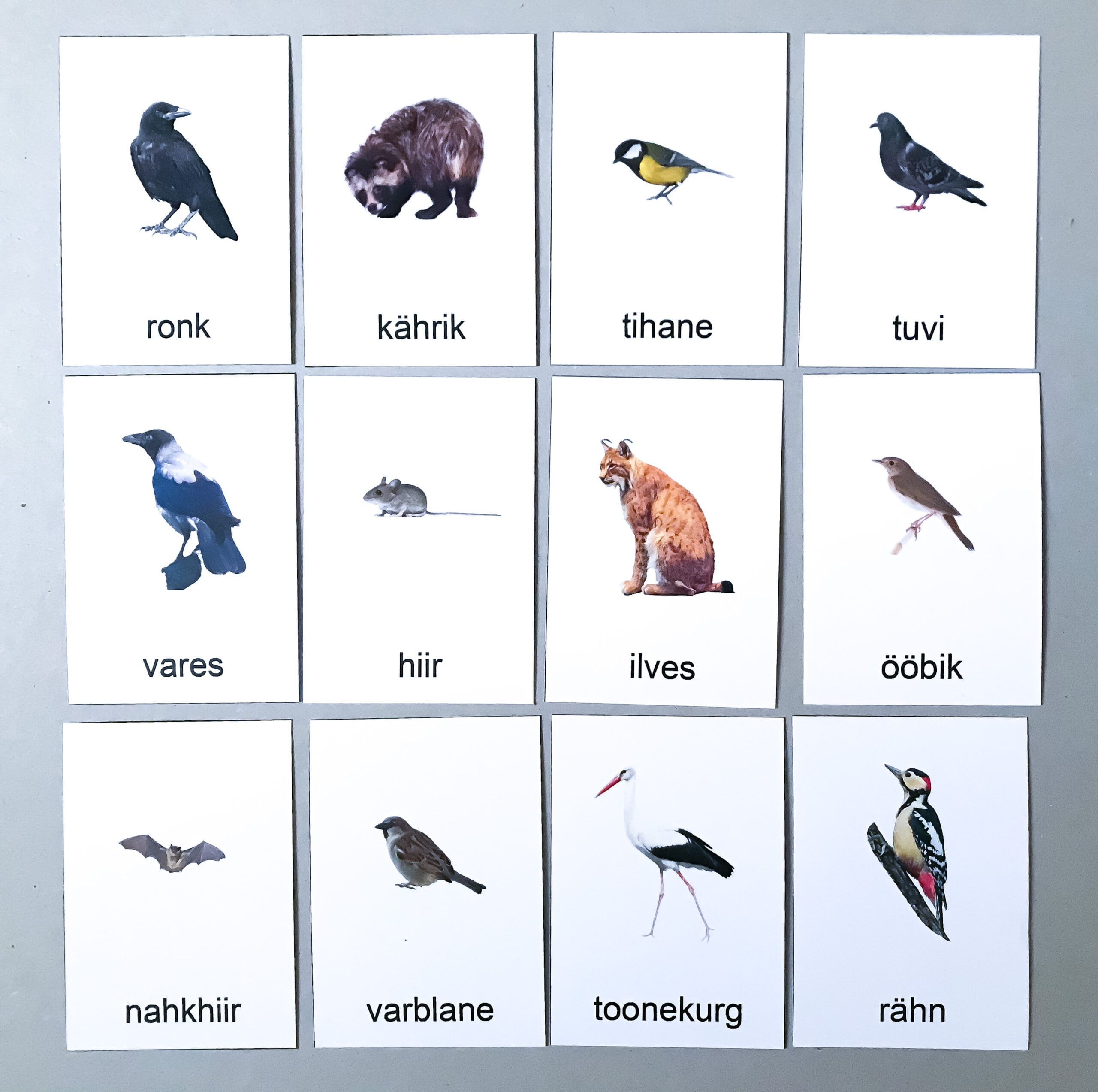 eesti linnud loomad õppevahend