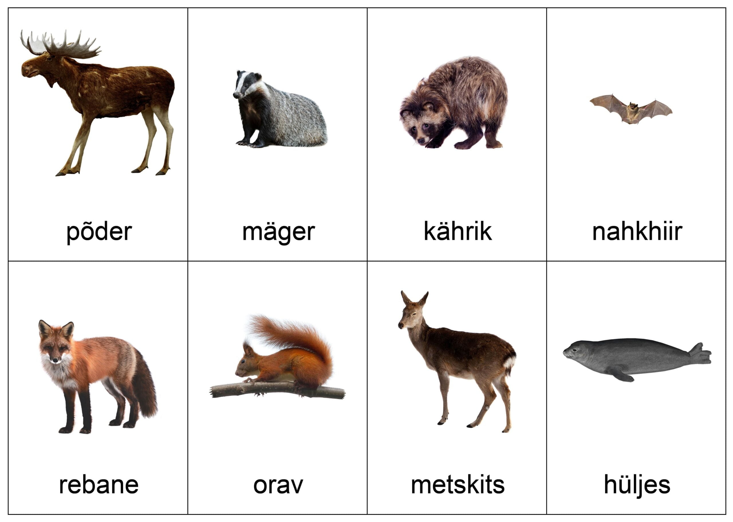 eesti loomad õppevahend