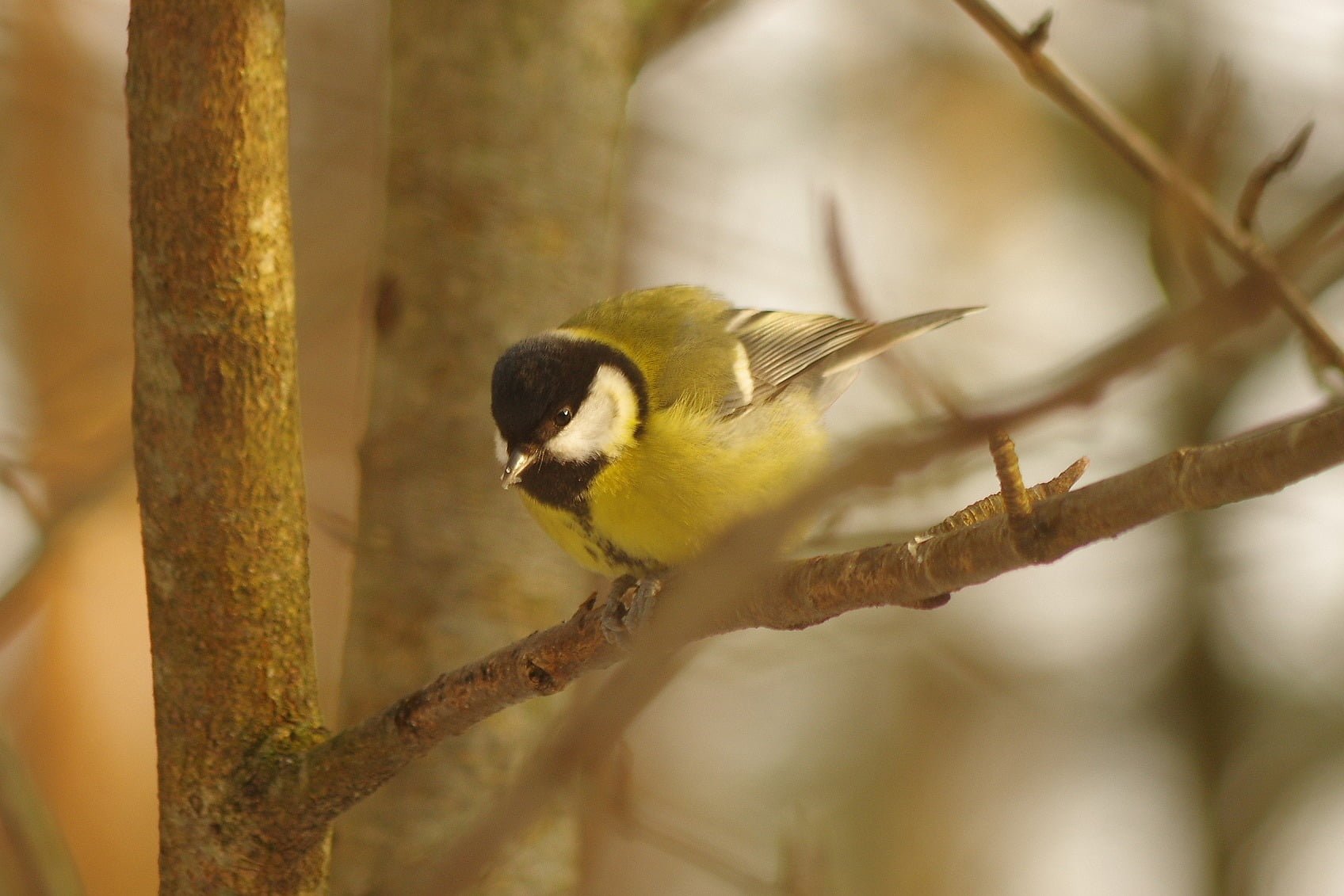 rasvatihane, tihane, eesti linnud, huvitavaid fakte