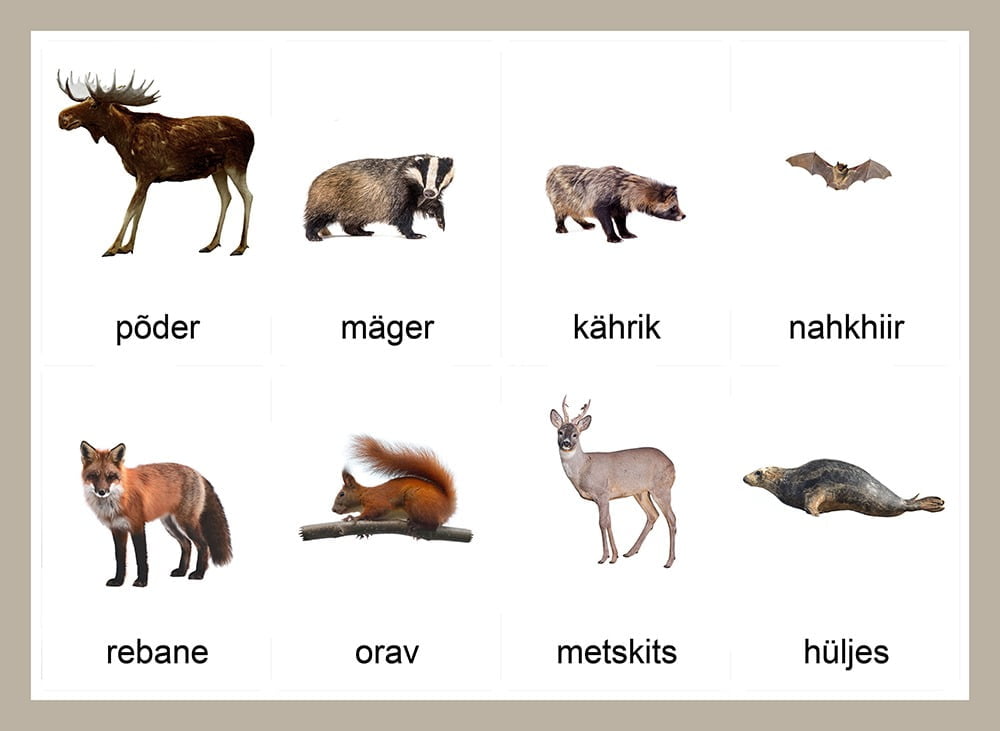 eesti loomad õppekaardid