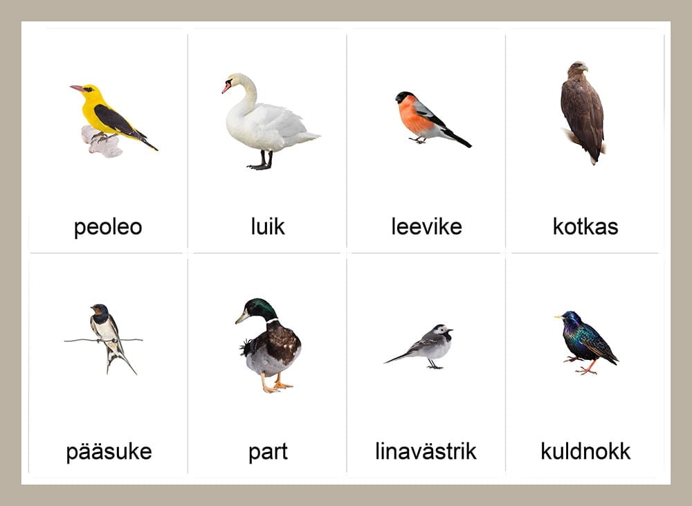 õppekaardid eesti linnud