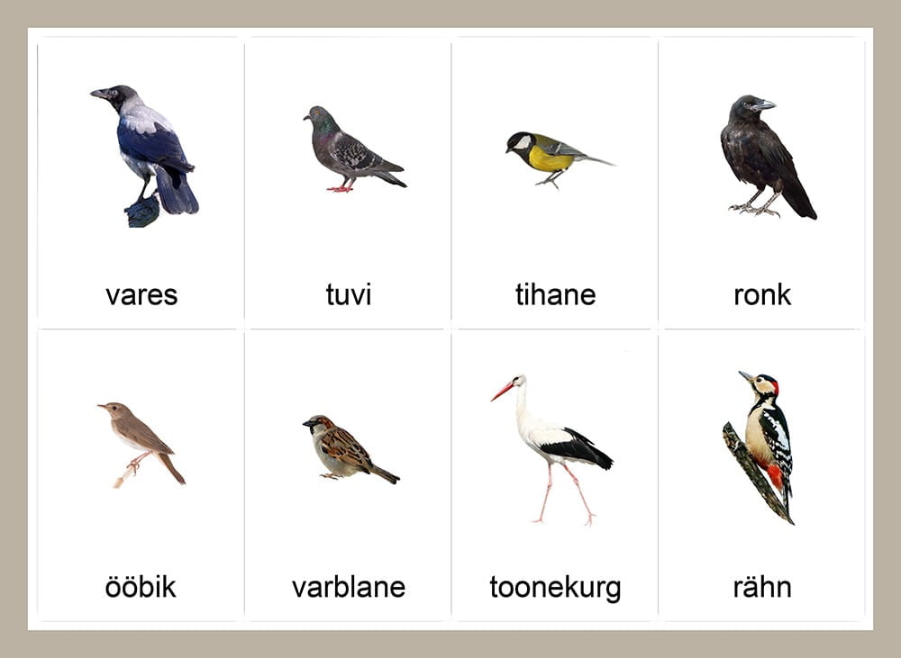 õppekaardid eesti linnud