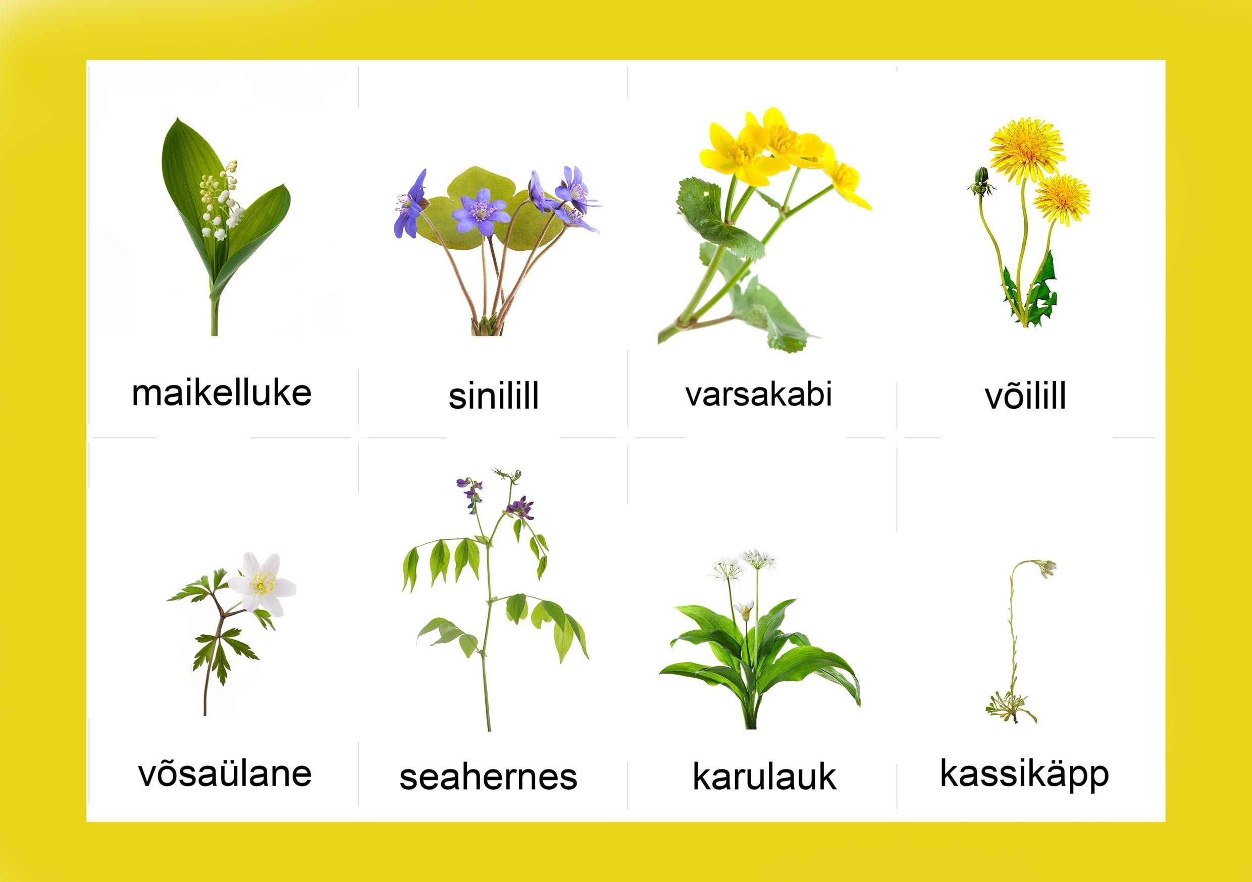 õppekaardid kevadlilled eesti