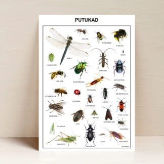 plakat poster eesti putukad