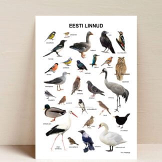 eesti linnud poster plakat