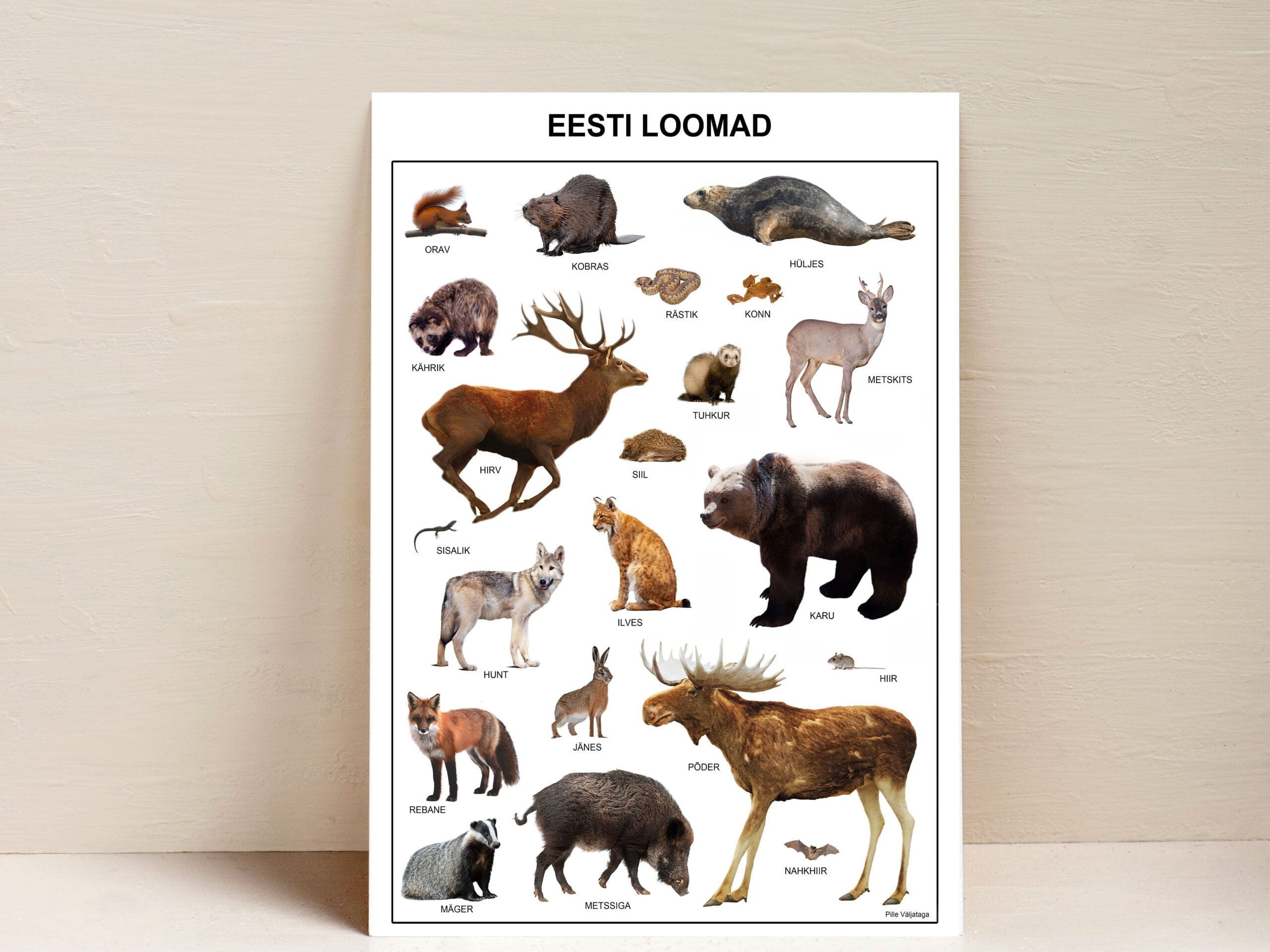 poster plakat õppeplakat eesti loomad