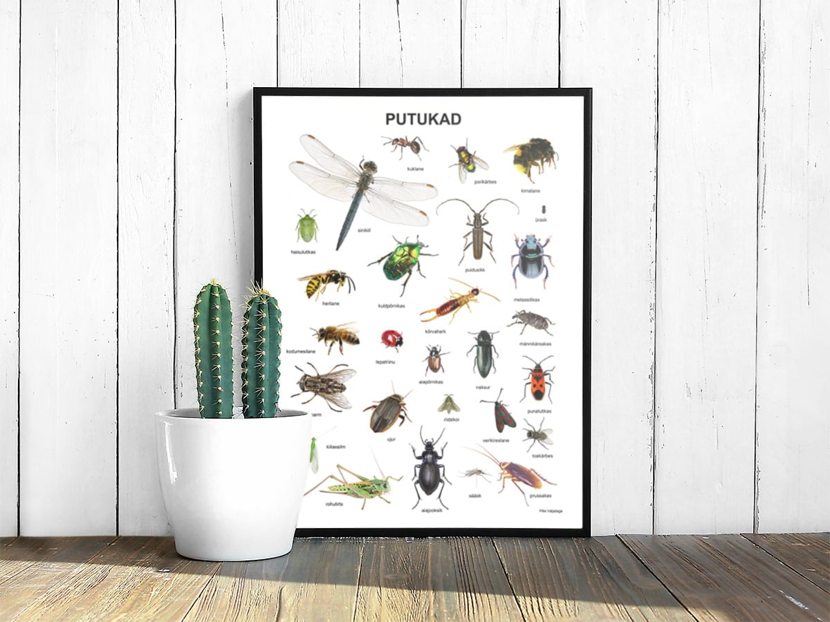 poster plakat eesti putukad