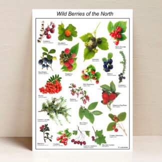 Wild berries of the North, 30x42 cm