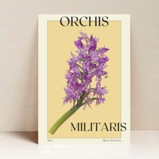 Fotoposter orihidee Orchis militaris