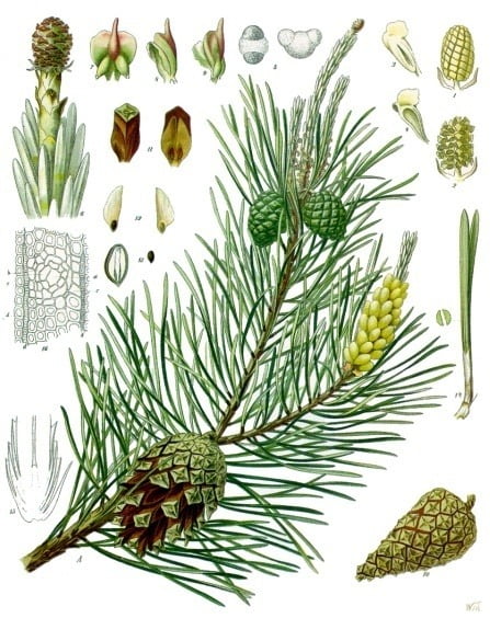 Harilik mänd Pinus sylvestris. Illustratsioon raamatust "Köhler's Medizinal-Pflanzen"